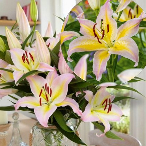 Lilium 'Hocus Pocus' - Liilia 'Hocus Pocus' 